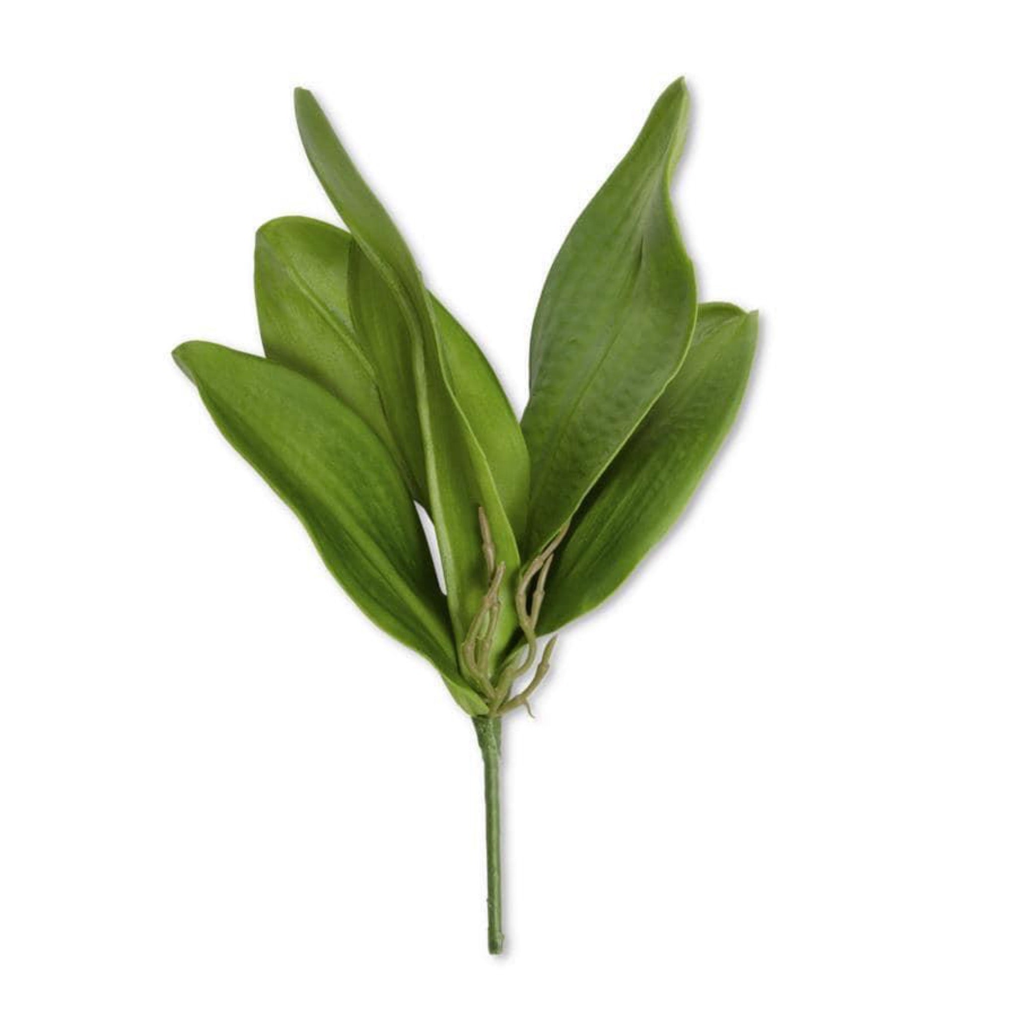 Orchid Leaves Stem